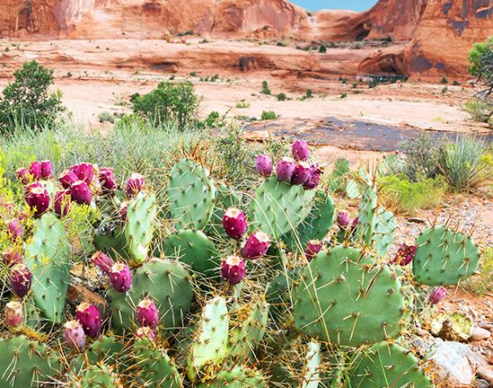 Opuntia with red fruits on a background of rocky desert