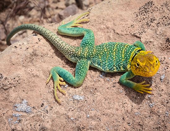 Western Collared Lizard looking up