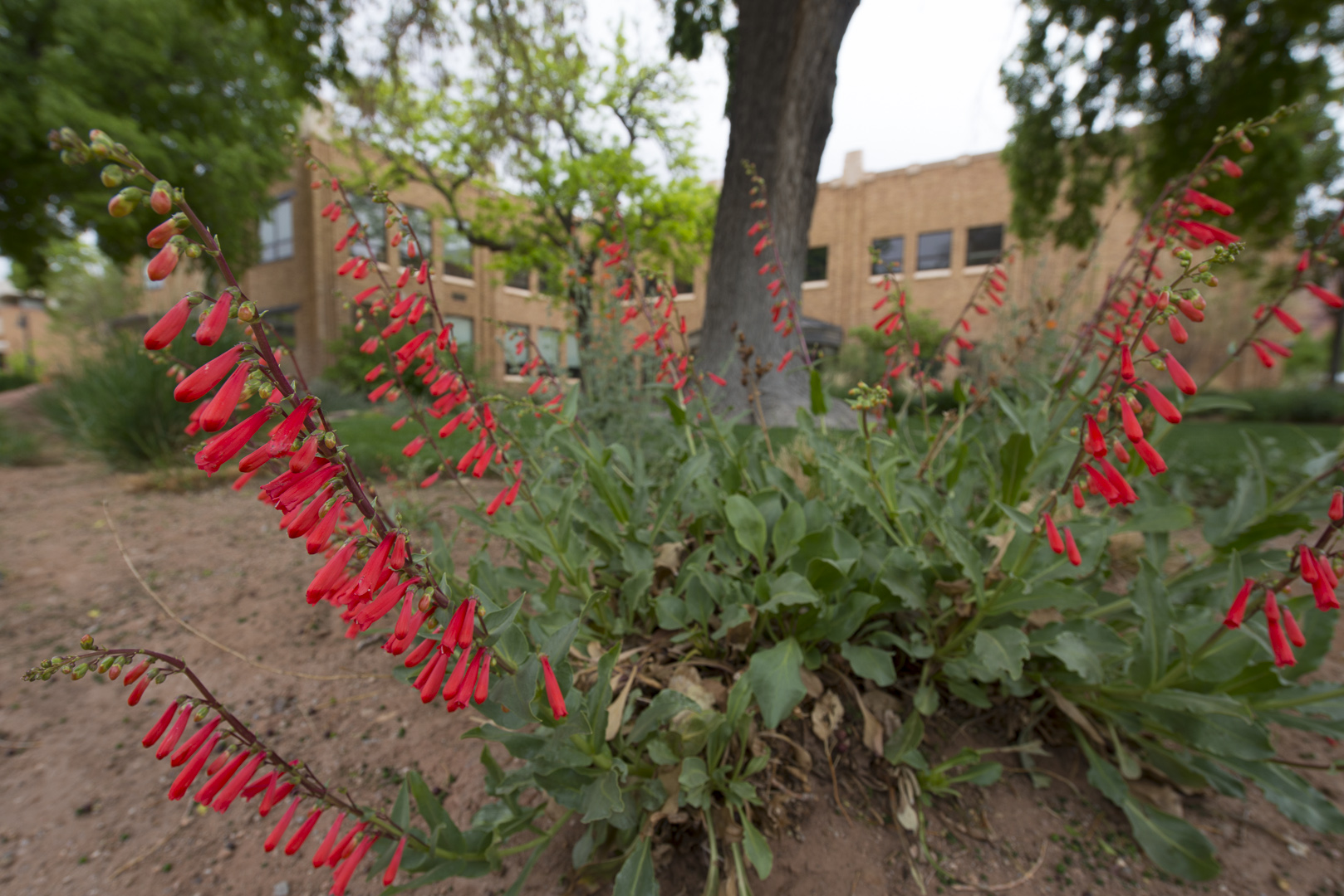 City Center Courtyard