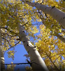 Quaking-Aspen_4-780.jpg